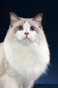 一双精明大眼睛的布偶猫图片