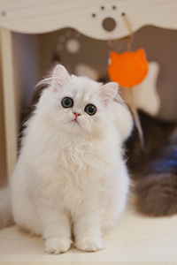 “人造公主”：金吉拉猫，#可爱的猫咪图片