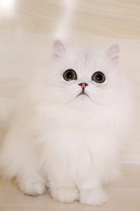 银渐层色的金吉拉猫图片