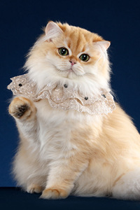 喜爱打扮的英国长毛猫图片