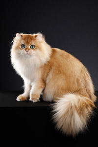拥有充满好奇眼睛的英国长毛猫图片