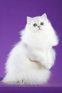 白色的英国长毛猫图片