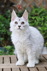 缅因猫长到几个月定型？