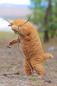 日本短尾猫的分布范围