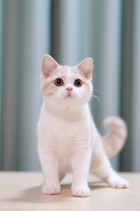 乳白双色的英国短毛猫图片