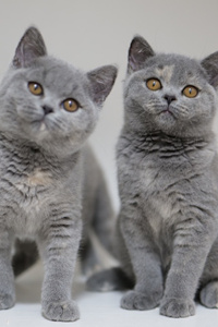 蓝色的英国短毛猫双胞胎合照