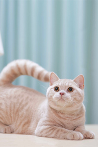 肥嘟嘟的乳色英国短毛猫图片