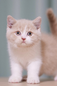 乳白双色的长相独特的英国短毛猫图片