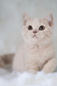 乳色的萌萌的英国短毛猫图片
