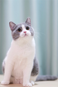 蓝白相间的英国短毛猫可爱动物壁纸