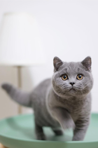 英国短毛猫蓝猫，实物场景照片