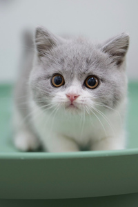 大眼萌萌的蓝白英国短毛猫图片