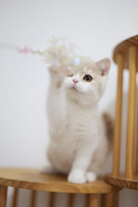 活泼好动的乳白双色英国短毛猫图片