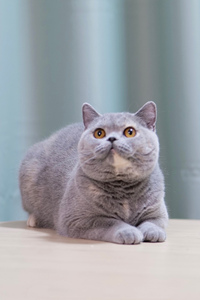 英国短毛猫蓝猫憨态可掬的表情，惹人喜爱