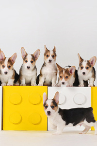极其乖巧的威尔士柯基犬图片#手机壁纸