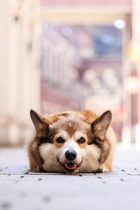 乖巧趴在地上的威尔士柯基犬图片#高清壁纸