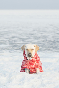 冰天雪地里的拉布拉多猎犬图片#手机壁纸
