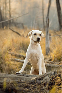 憨厚忠诚的拉布拉多猎犬图片#手机壁纸