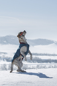 在雪地里玩耍的拉布拉多猎犬图片#手机壁纸