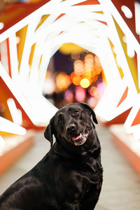 大城市夜景下的拉布拉多猎犬图片#高清壁纸