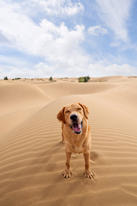 在沙漠里假装狮子的拉布拉多猎犬图片