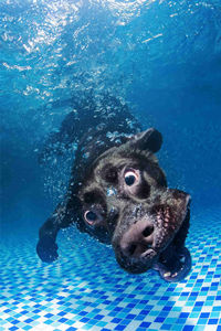 在水里玩球的拉布拉多猎犬图片#手机壁纸