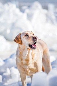 在雪地里撒欢的拉布拉多猎犬图片#手机壁纸