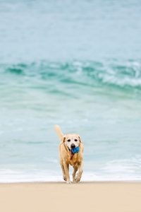 在沙滩尽情玩耍的拉布拉多猎犬图片#手机壁纸