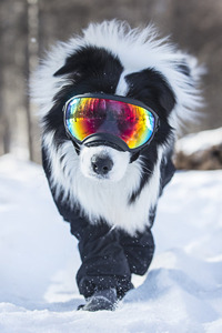 在雪地里悠闲的边境牧羊犬图片#手机壁纸