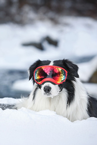 在雪地里玩雪的边境牧羊犬图片#手机壁纸
