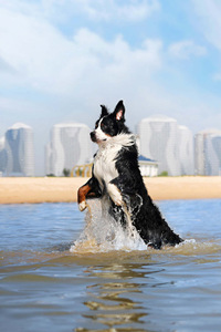和柯基一起在水里玩耍的边境牧羊犬图片#手机壁纸