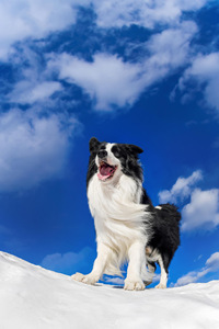 在雪地里奔跑的边境牧羊犬图片