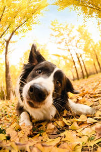 秋天金黄落叶里的边境牧羊犬图片#手机壁纸