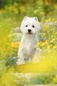 西高地白梗属于什么类型的犬种？
