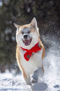 不惧寒冷的在雪地里玩耍的秋田犬图片