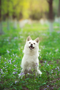 纯白色的秋田犬图片#手机壁纸