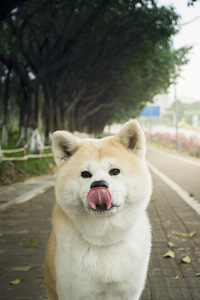 一脸愁容的秋田犬图片#手机壁纸