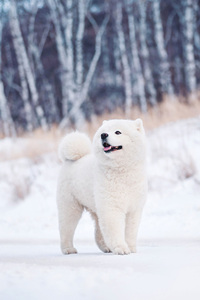 在雪地里开心奔跑的萨摩耶犬图片