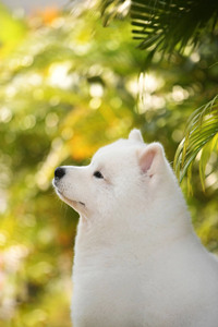 像个天使一样的萨摩耶犬图片#手机壁纸