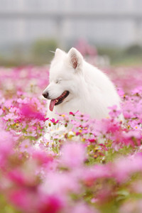 在花丛里开心玩耍的萨摩耶犬图片
