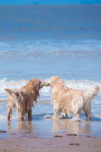 在海里争夺玩具的金毛寻回犬图片