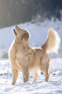 在雪地里玩耍的金毛寻回犬图片