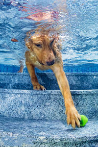 善于游泳的金毛寻回犬图片#手机壁纸