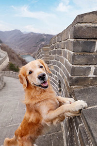 不到长城非好汉的金毛寻回犬图片#手机壁纸