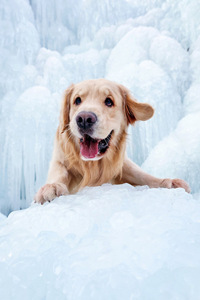 冰雪世界里的金毛寻回犬图片