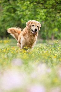 在花丛里卖萌的金毛寻回犬图片