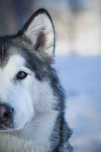 阿拉斯加雪橇犬忠诚吗？