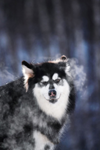 阿拉斯加雪橇犬如何训练？