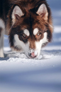 阿拉斯加雪橇犬好养吗？
