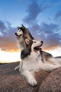 阿拉斯加雪橇犬的日常表现